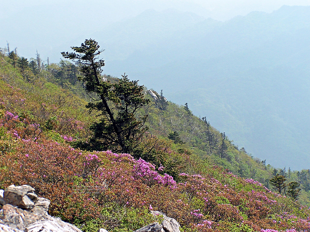 마등령,귀떼기청 5월30일 174.jpg