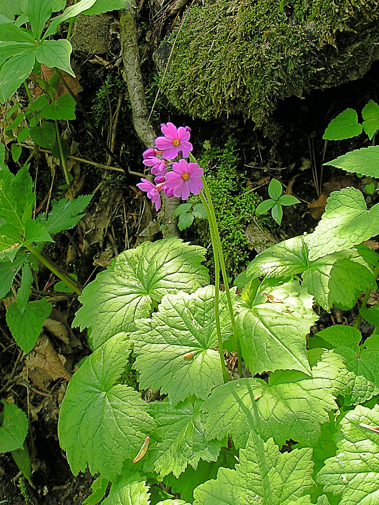 마등령,귀떼기청 5월30일 044.jpg