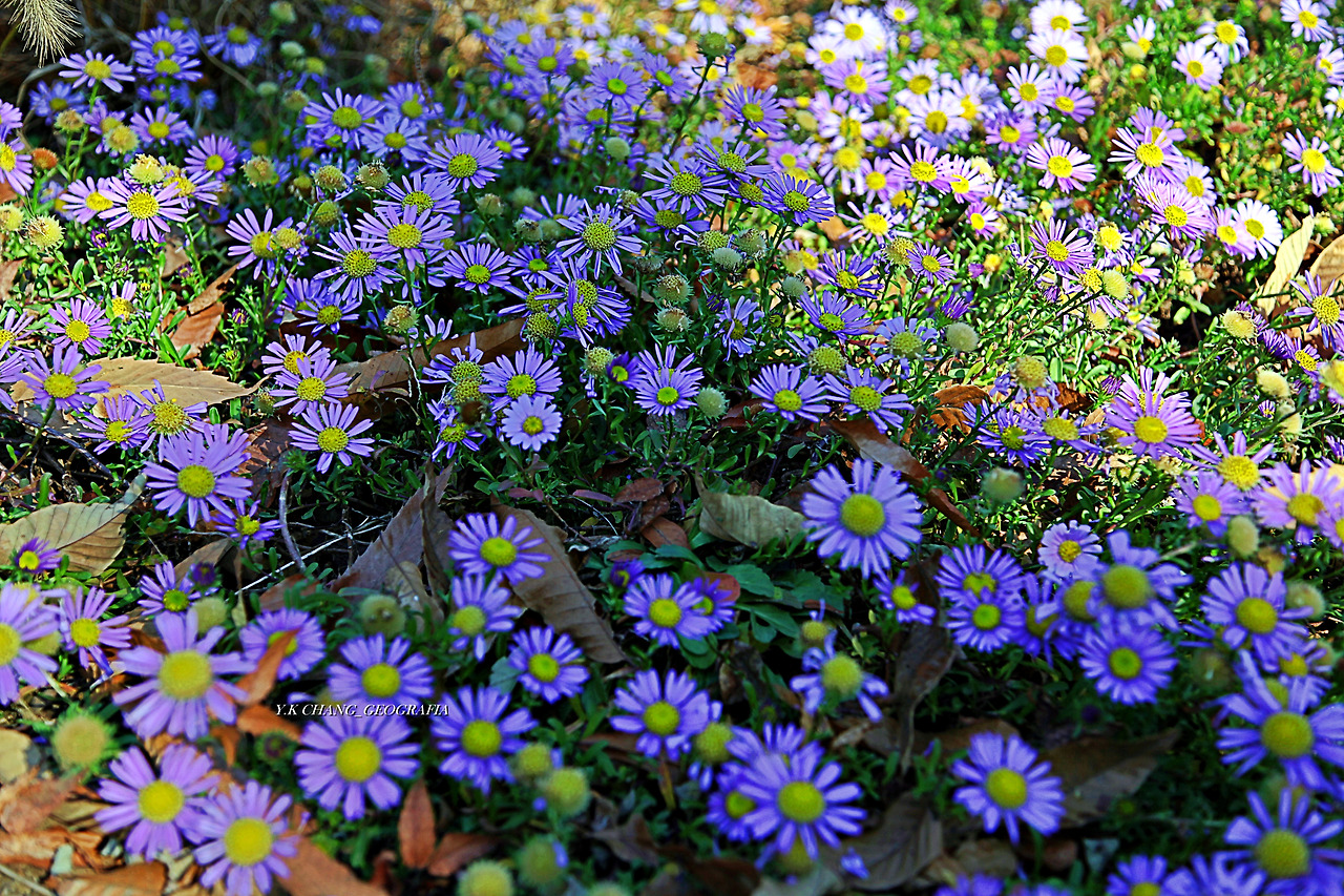 정약용능내리 261-1.jpg