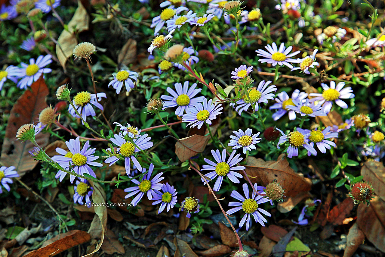 정약용능내리 260-1.jpg