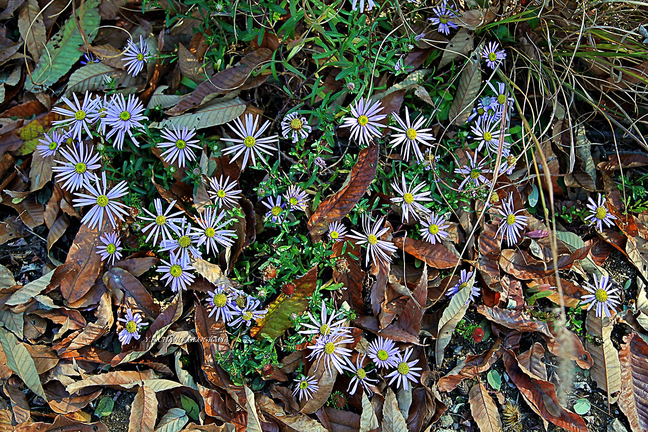 정약용능내리 250-1.jpg