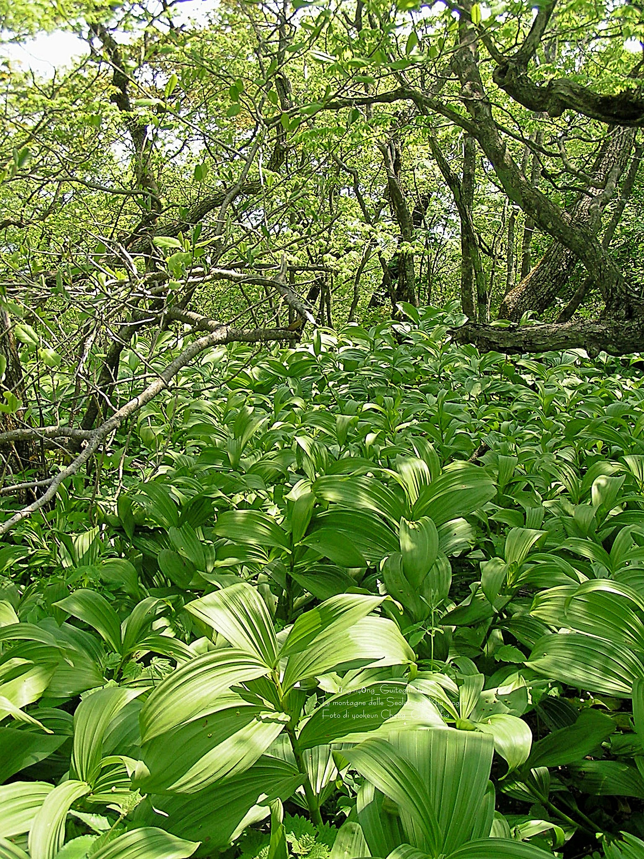 마등령,귀떼기청 5월30일 051.jpg