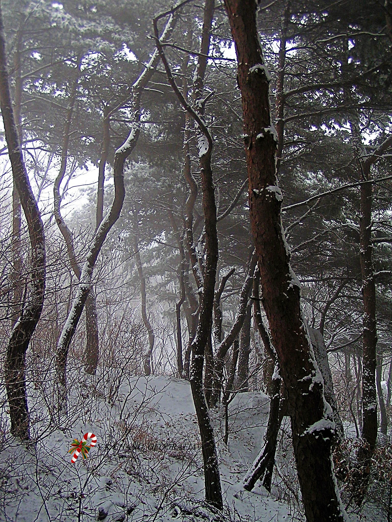 눈오는 날 청계산 014-1.jpg