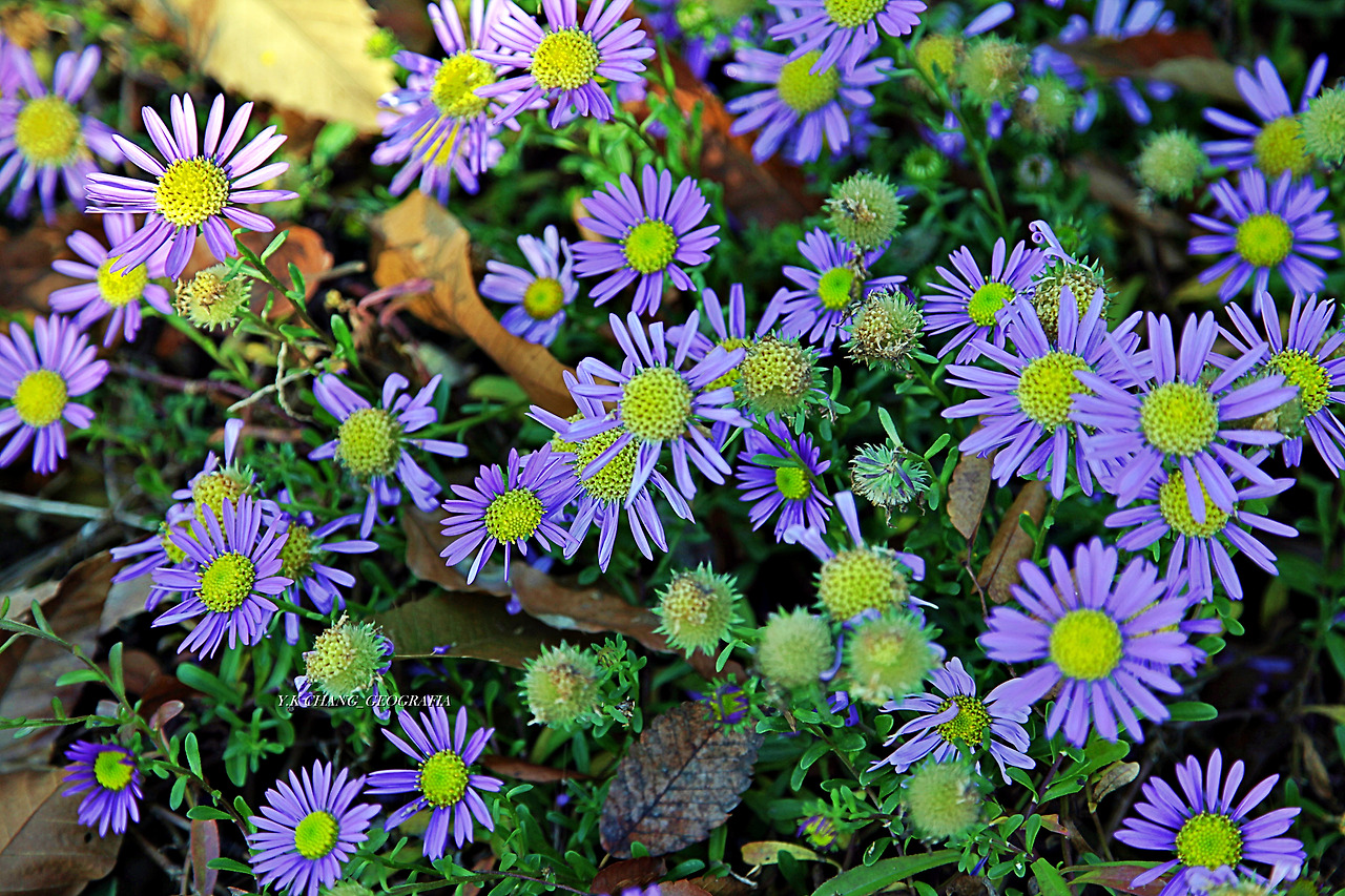 정약용능내리 262-1.jpg