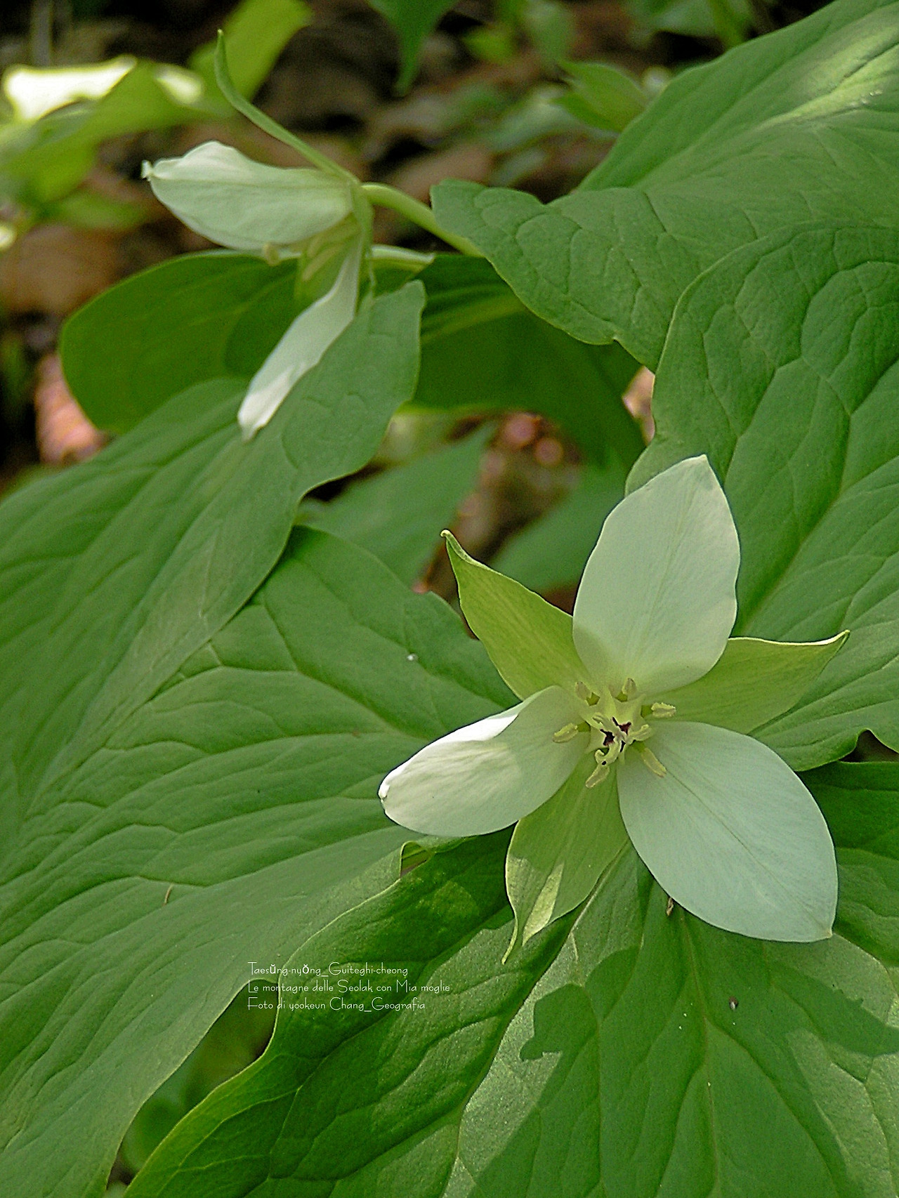 마등령,귀떼기청 5월30일 064.jpg