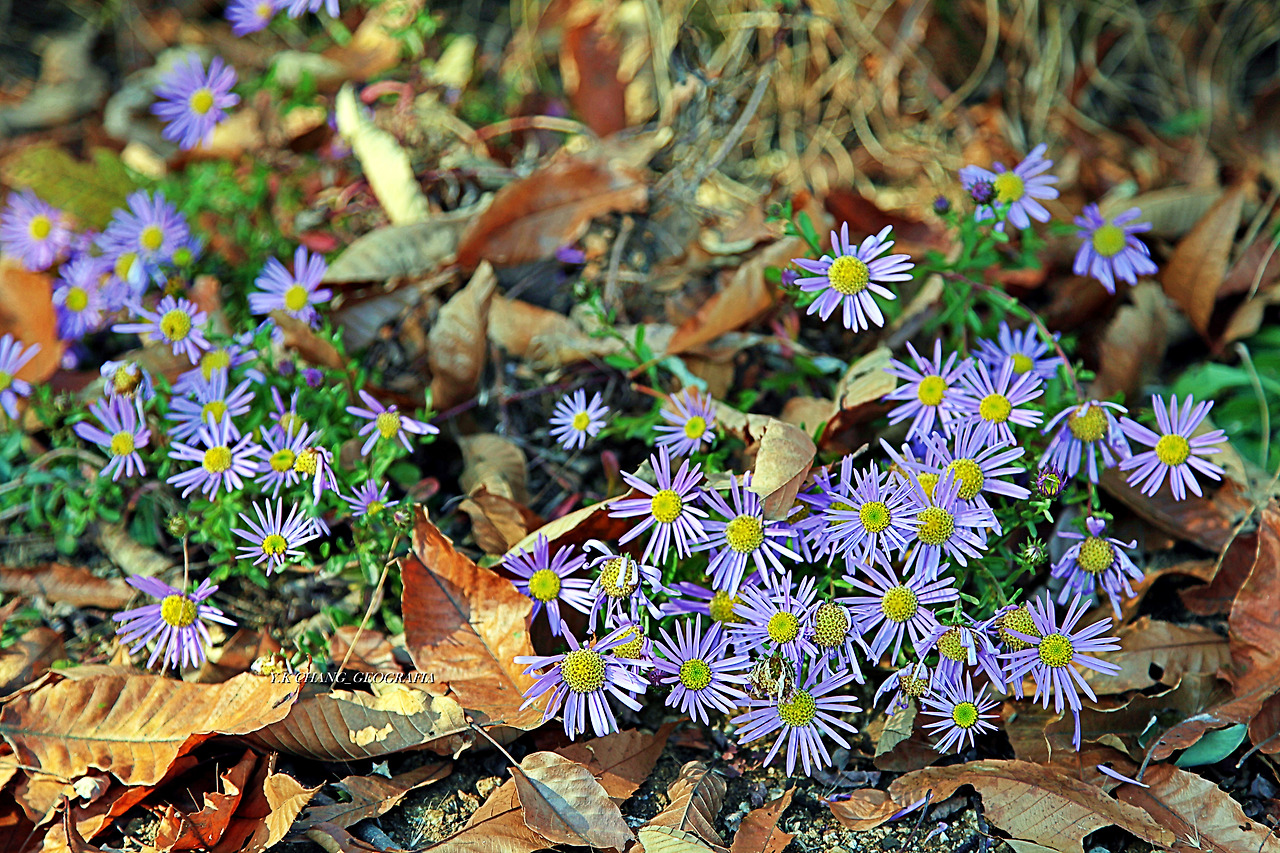 정약용능내리 244-1.jpg