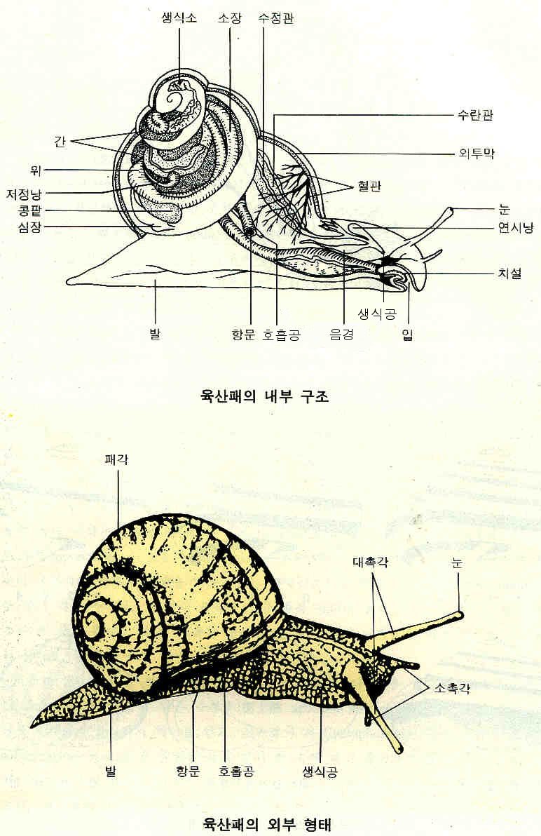 snail-f (1).jpg