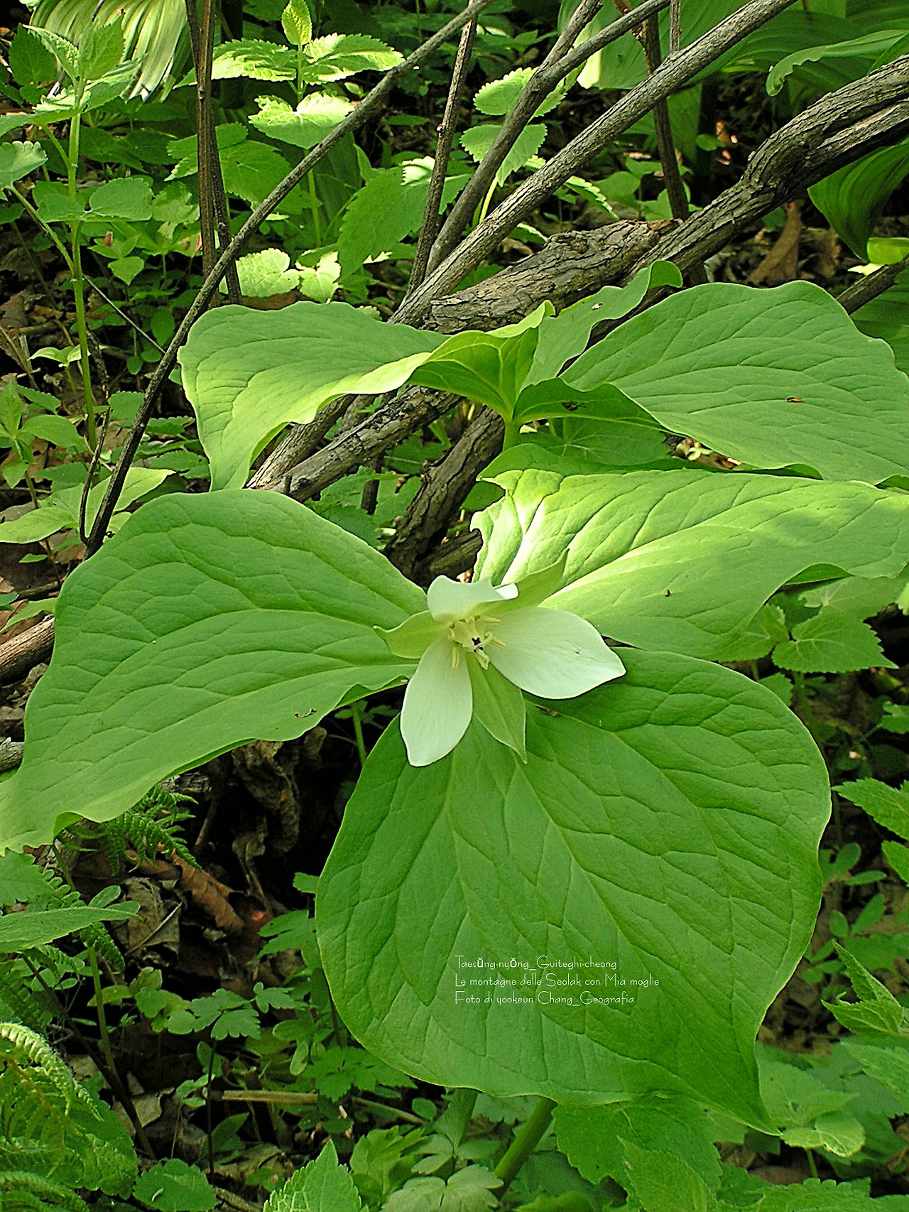 마등령,귀떼기청 5월30일 063.jpg