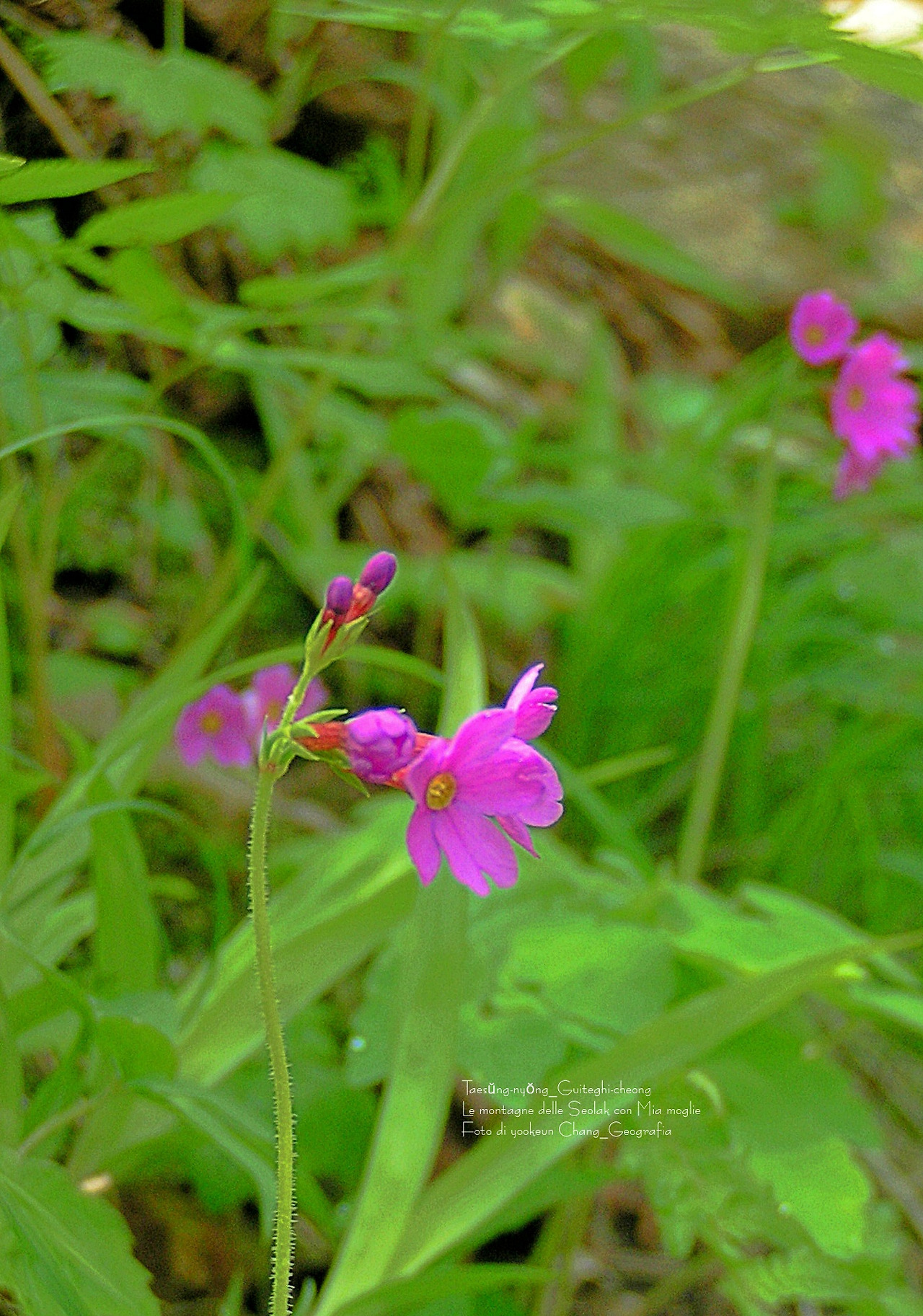마등령,귀떼기청 5월30일 045.jpg