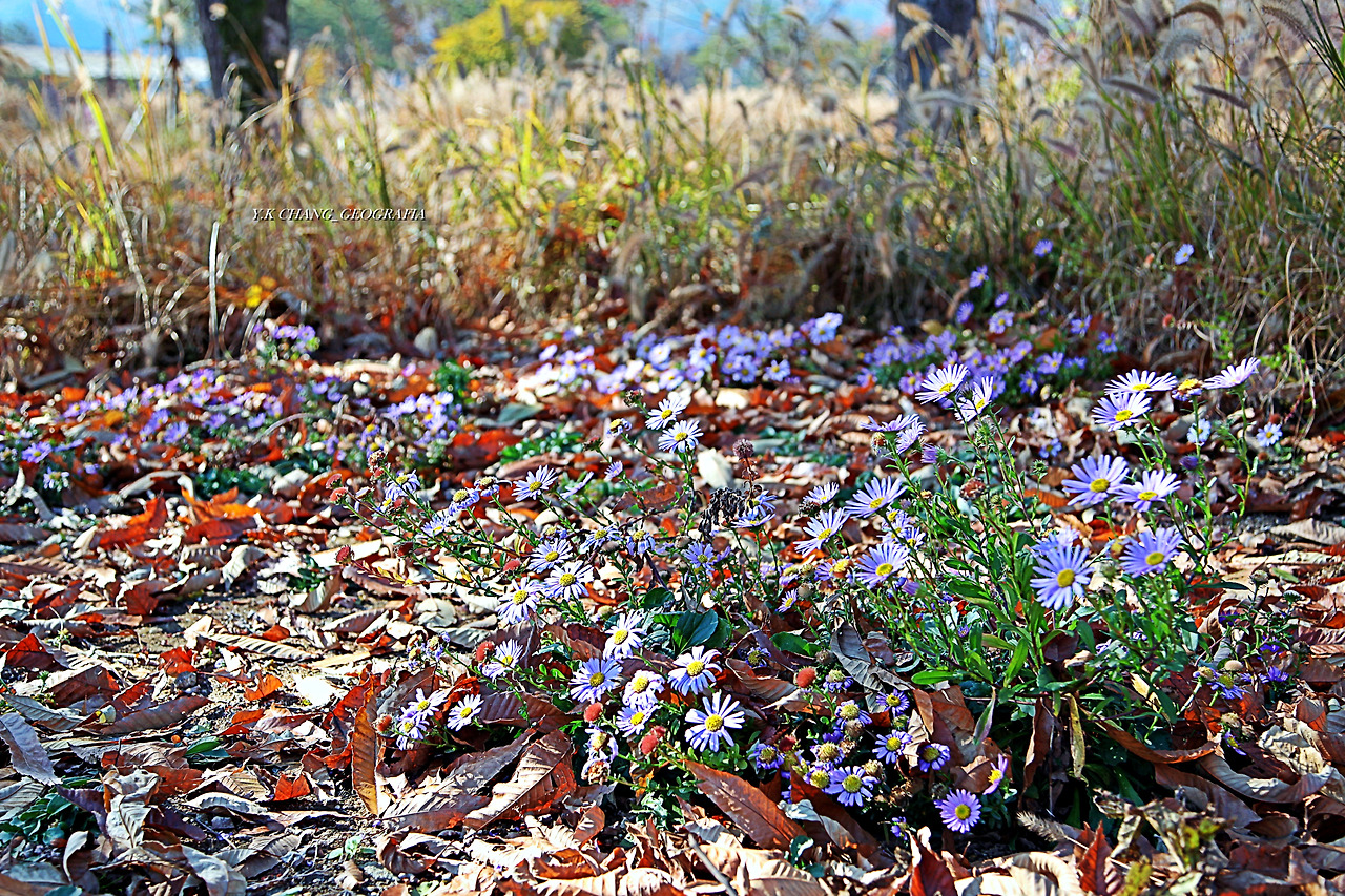 정약용능내리 247-1.jpg