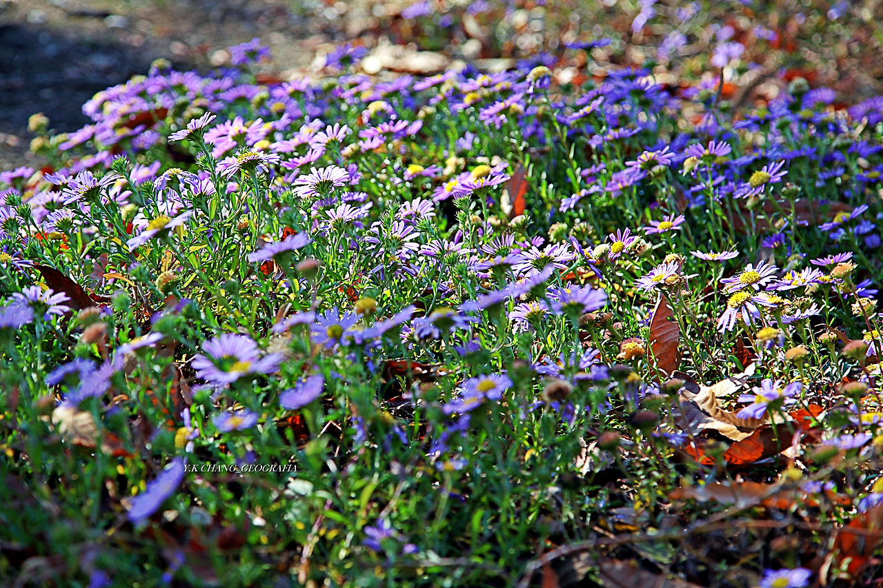 정약용능내리 254-1.jpg