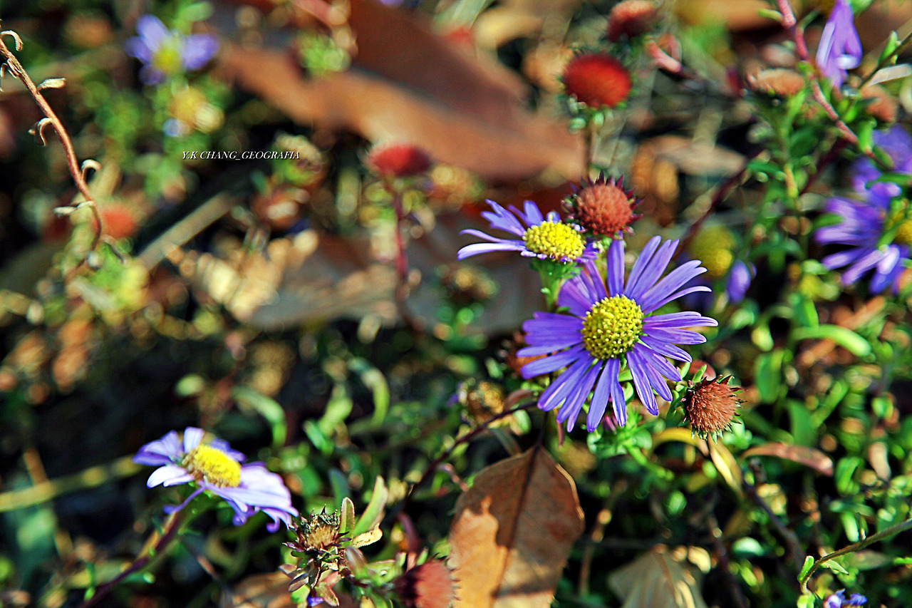 정약용능내리 258-1.jpg