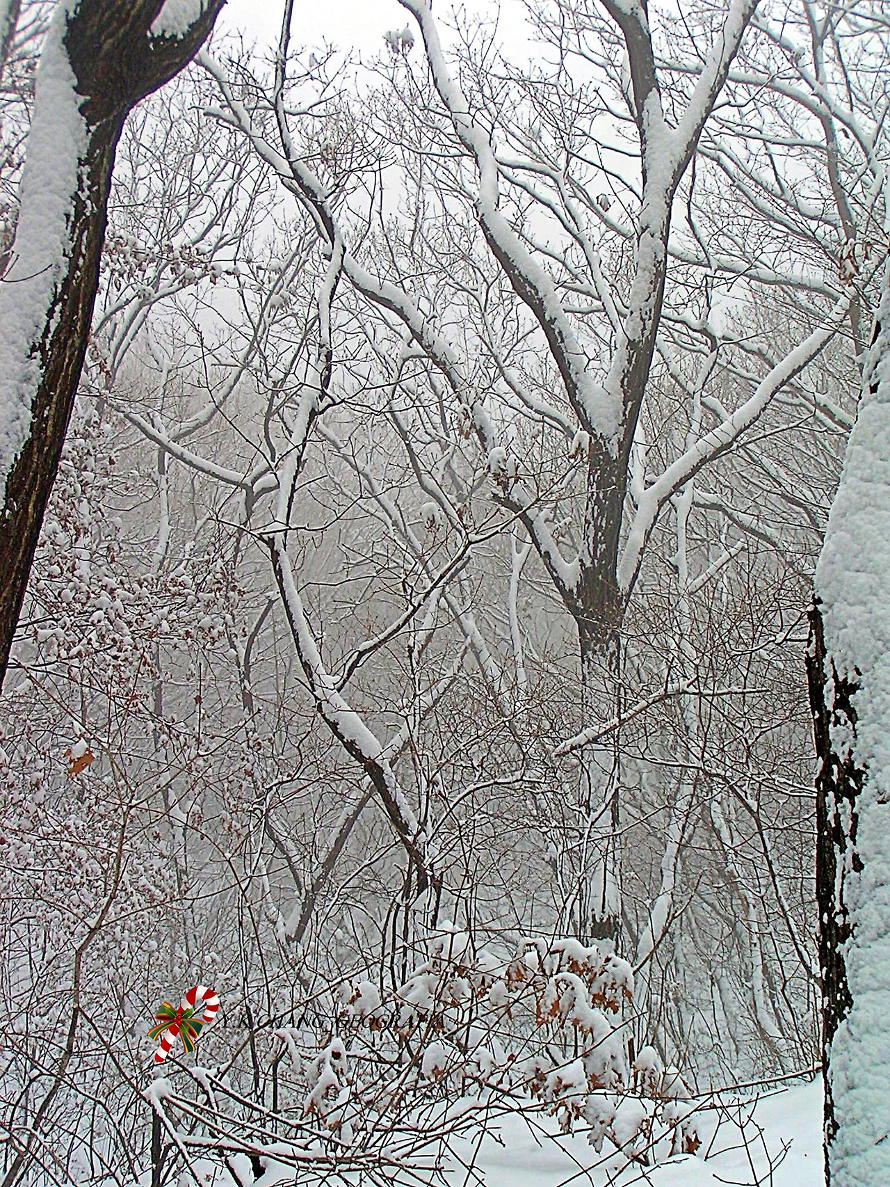 눈오는 날 청계산 018-1.jpg