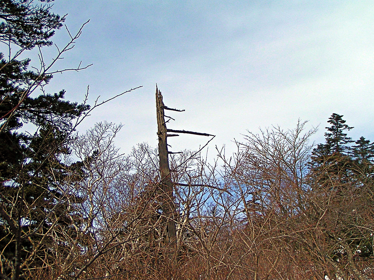 설악산 대청봉 049-1.jpg