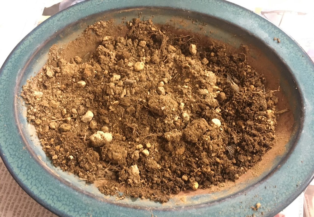 061_사진일기39_나의 아름다운 정원_1. 화분의 운명_2021.7.17.jpg