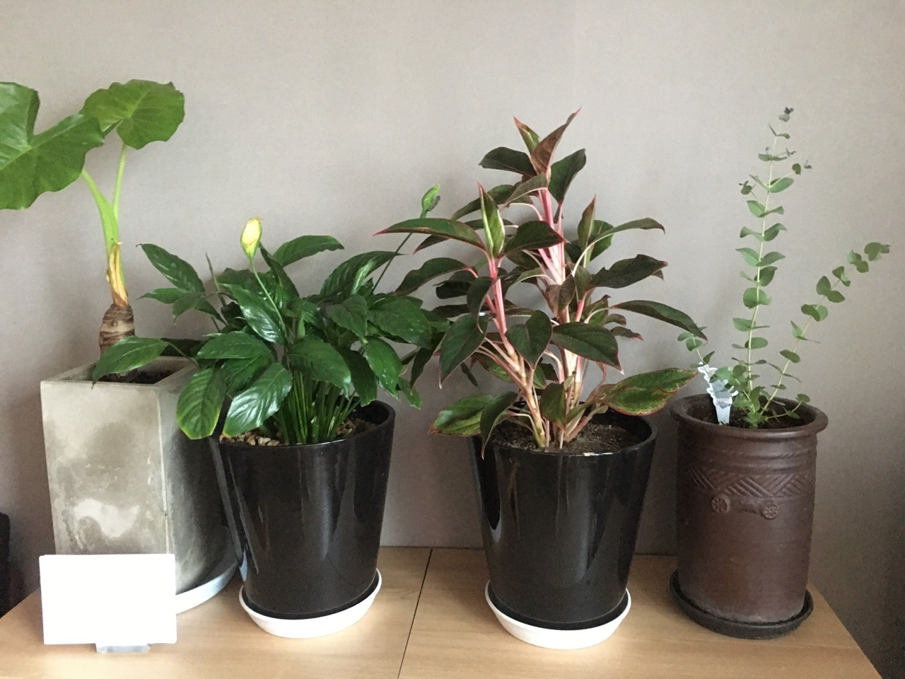 062_3사진일기40_나의 아름다운 정원_2. 화분의 역사_2021.7.18.jpg