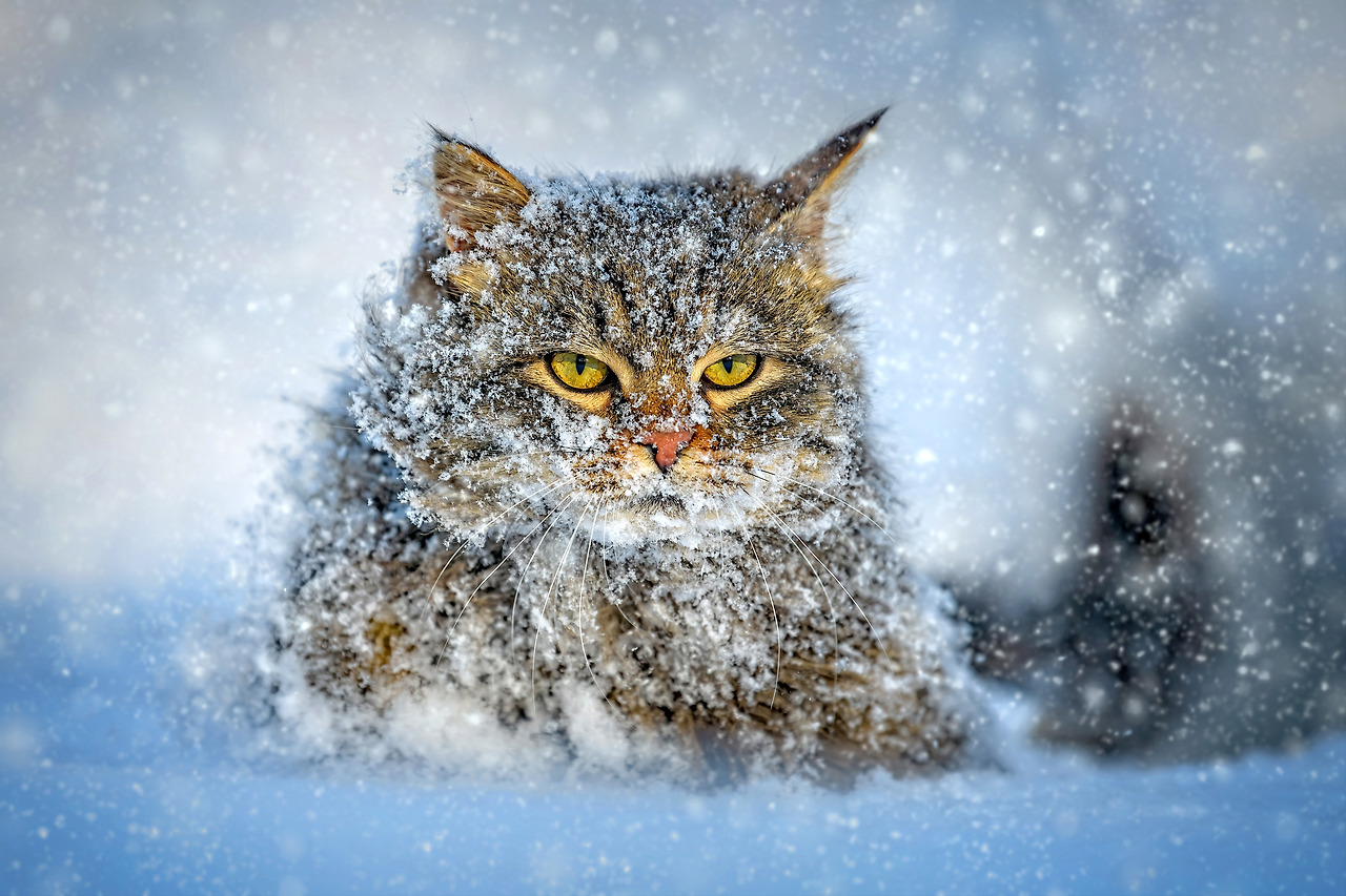 cat-walking-in-the-snow-in-winter-2021-12-14-20-18-01-utc.jpg