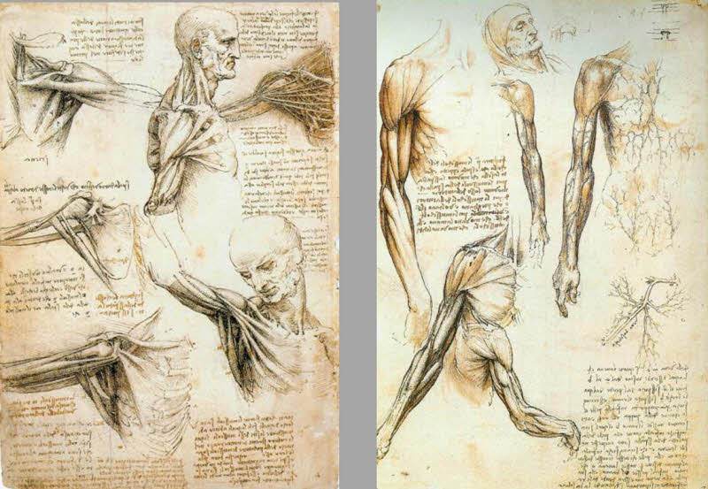 다빈치스케치-근육.jpg