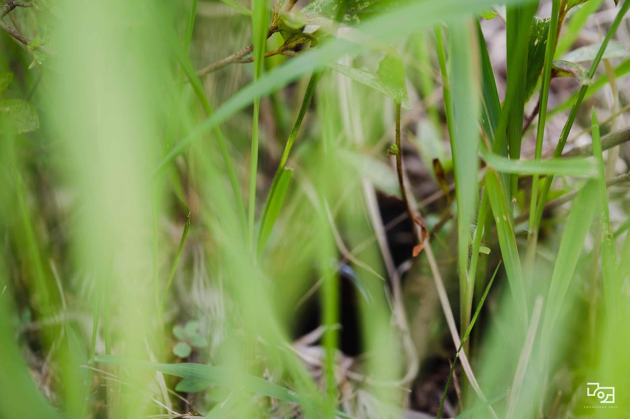 시그마 렌즈 테스트067.jpg