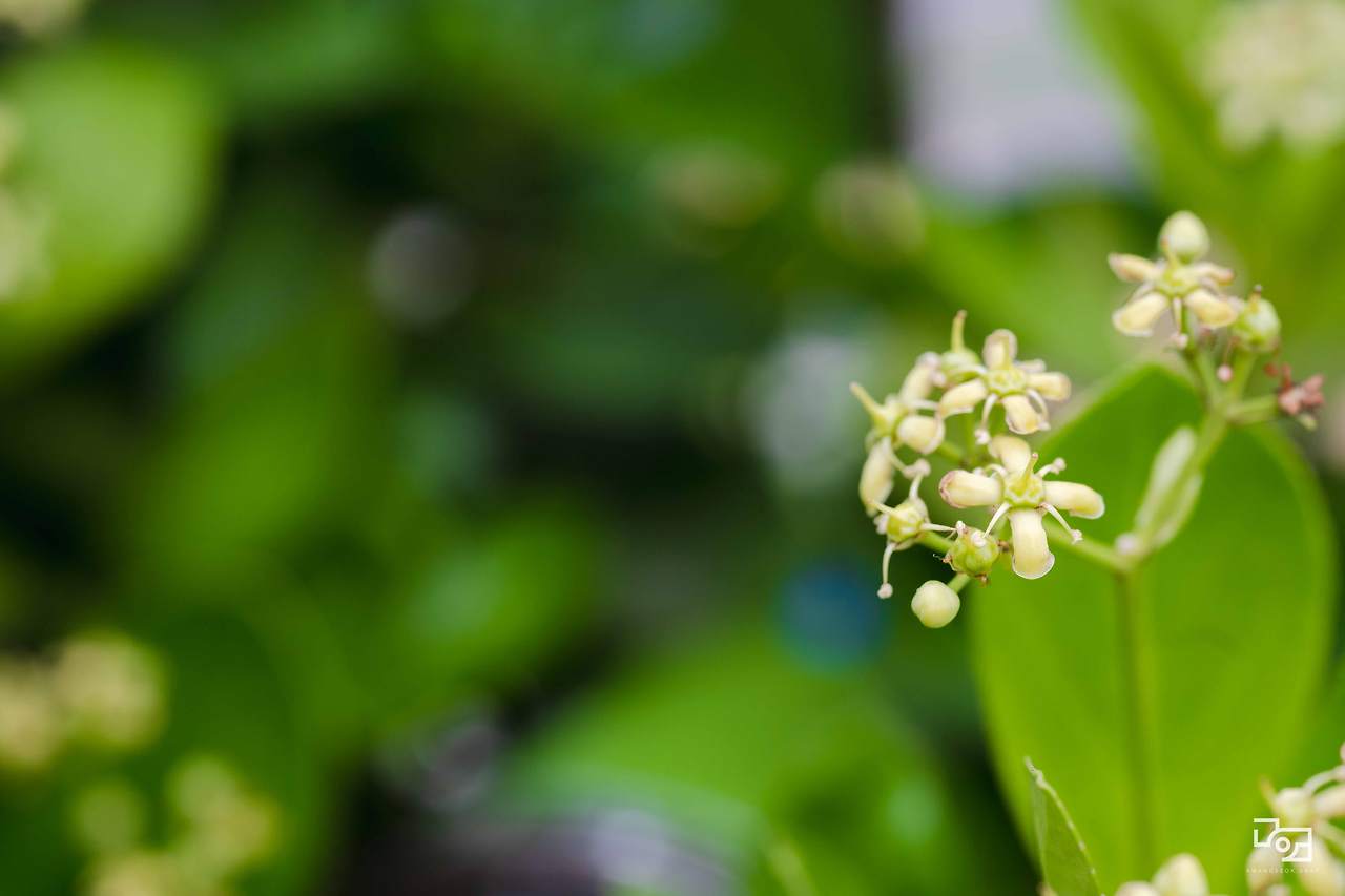 시그마 렌즈 테스트052.jpg