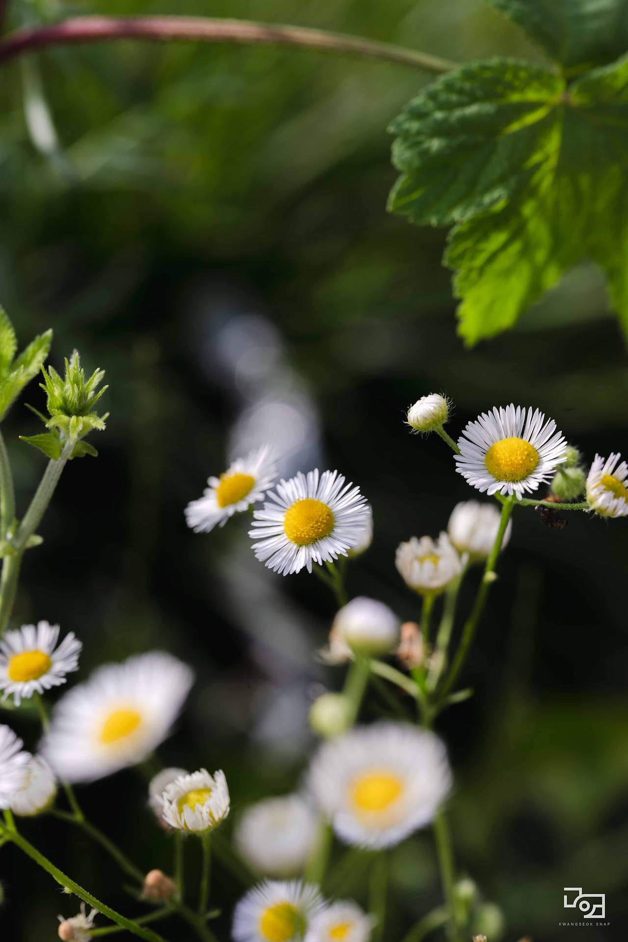 시그마 렌즈 테스트088.jpg