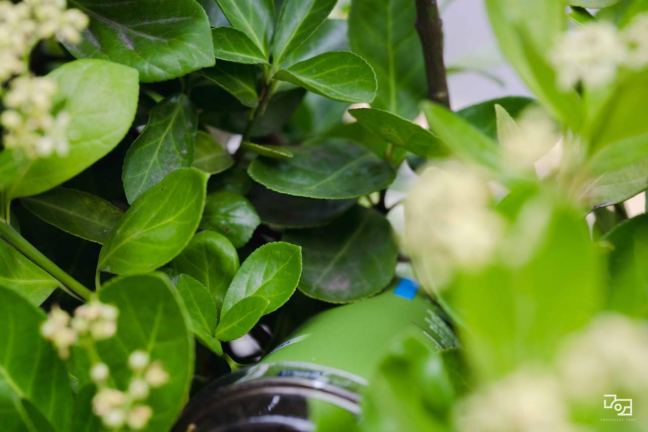 시그마 렌즈 테스트053.jpg