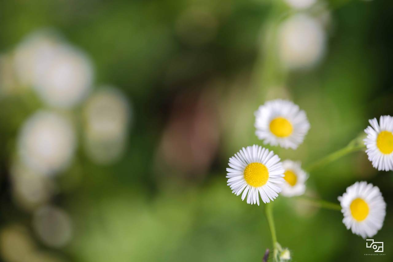 시그마 렌즈 테스트079.jpg