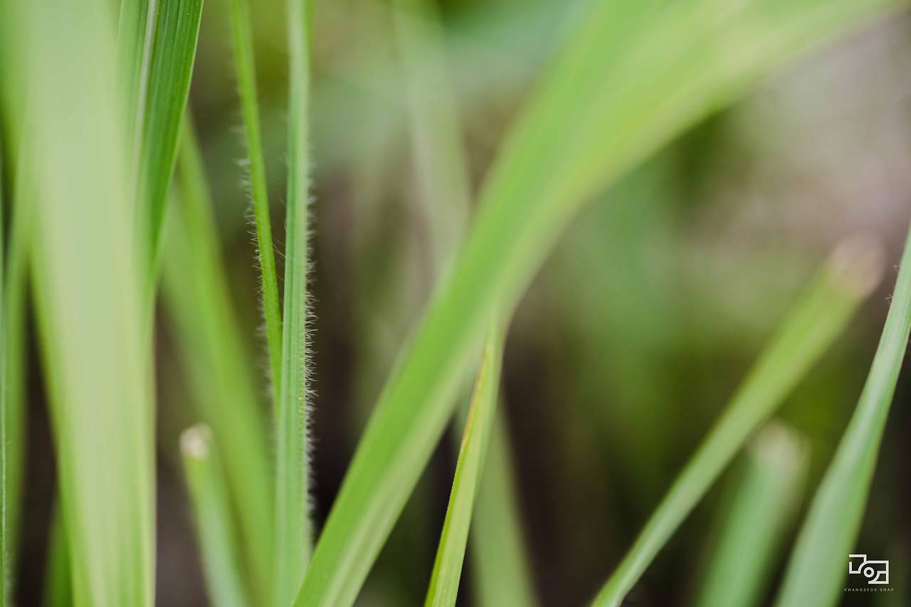 시그마 렌즈 테스트066.jpg