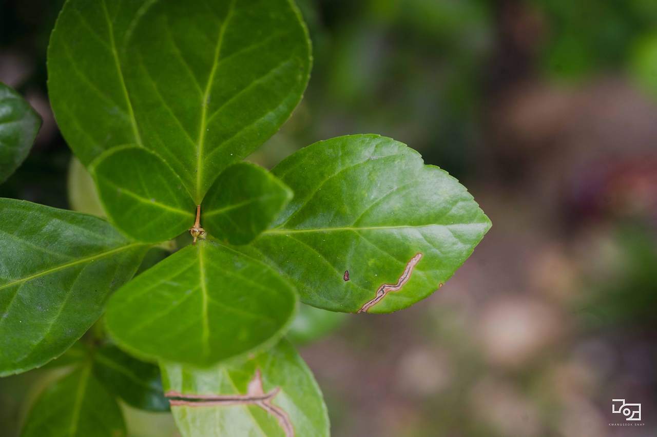 시그마 렌즈 테스트059.jpg