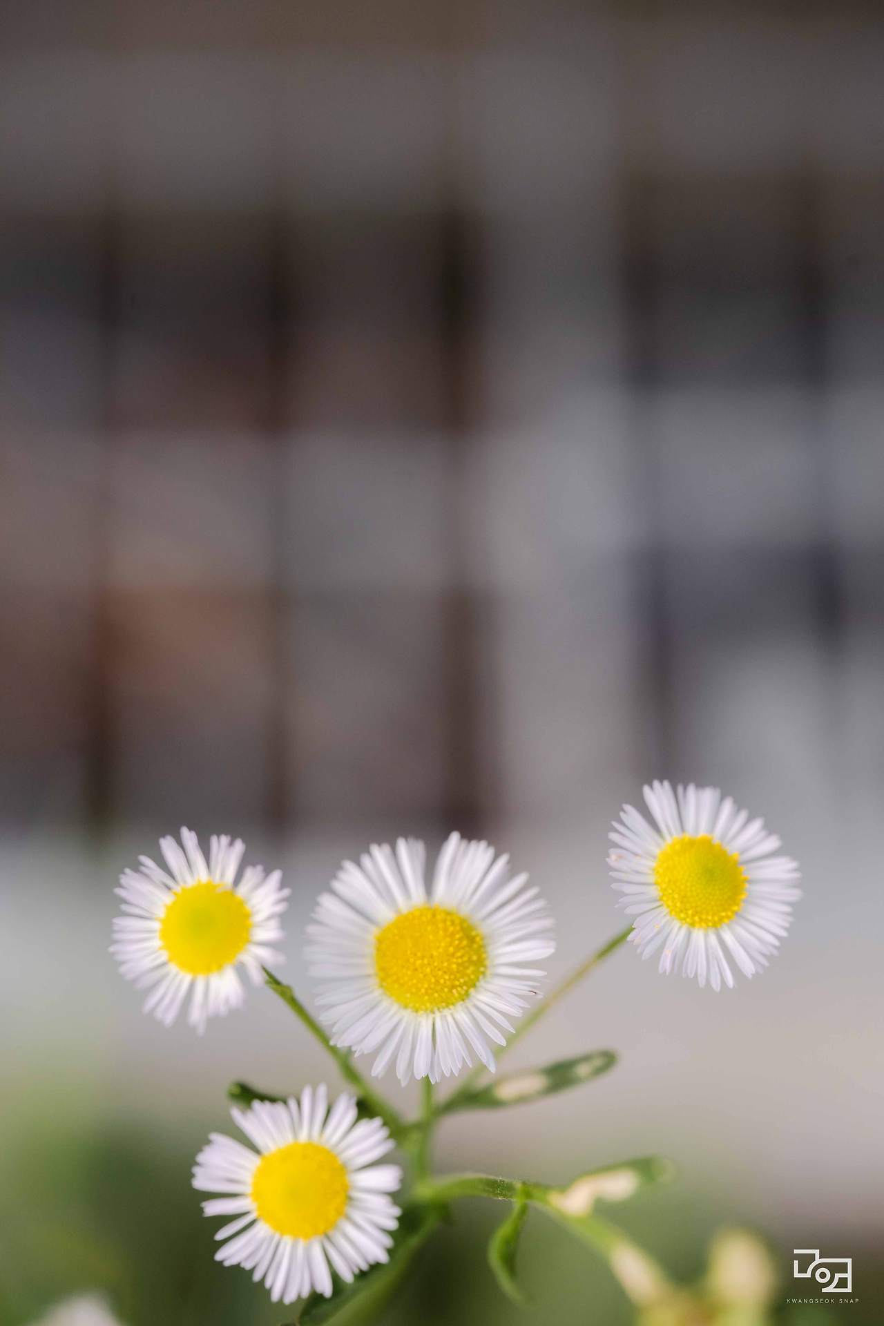 시그마 렌즈 테스트095.jpg