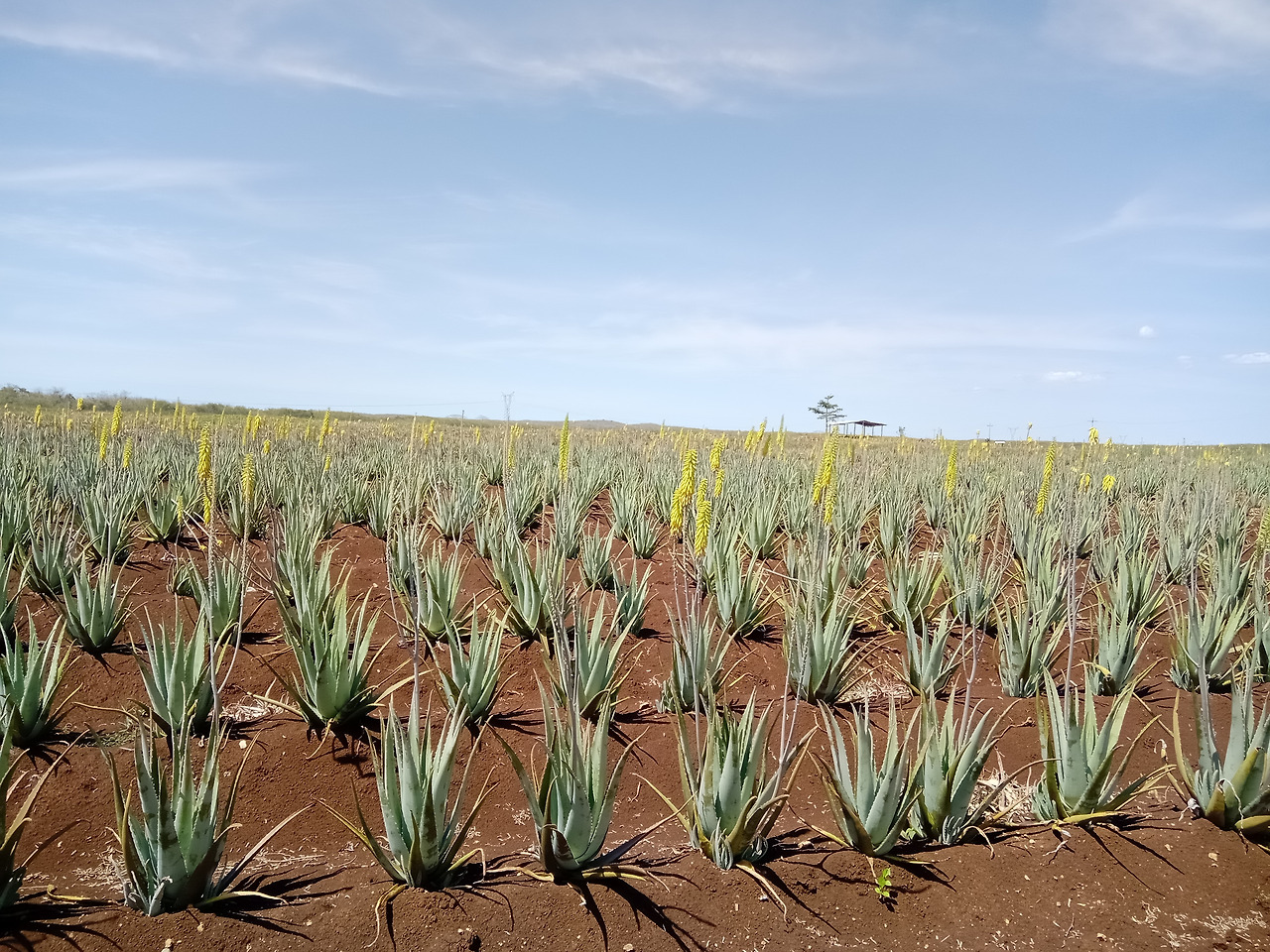 IMG_20220325_133333 (1).jpg