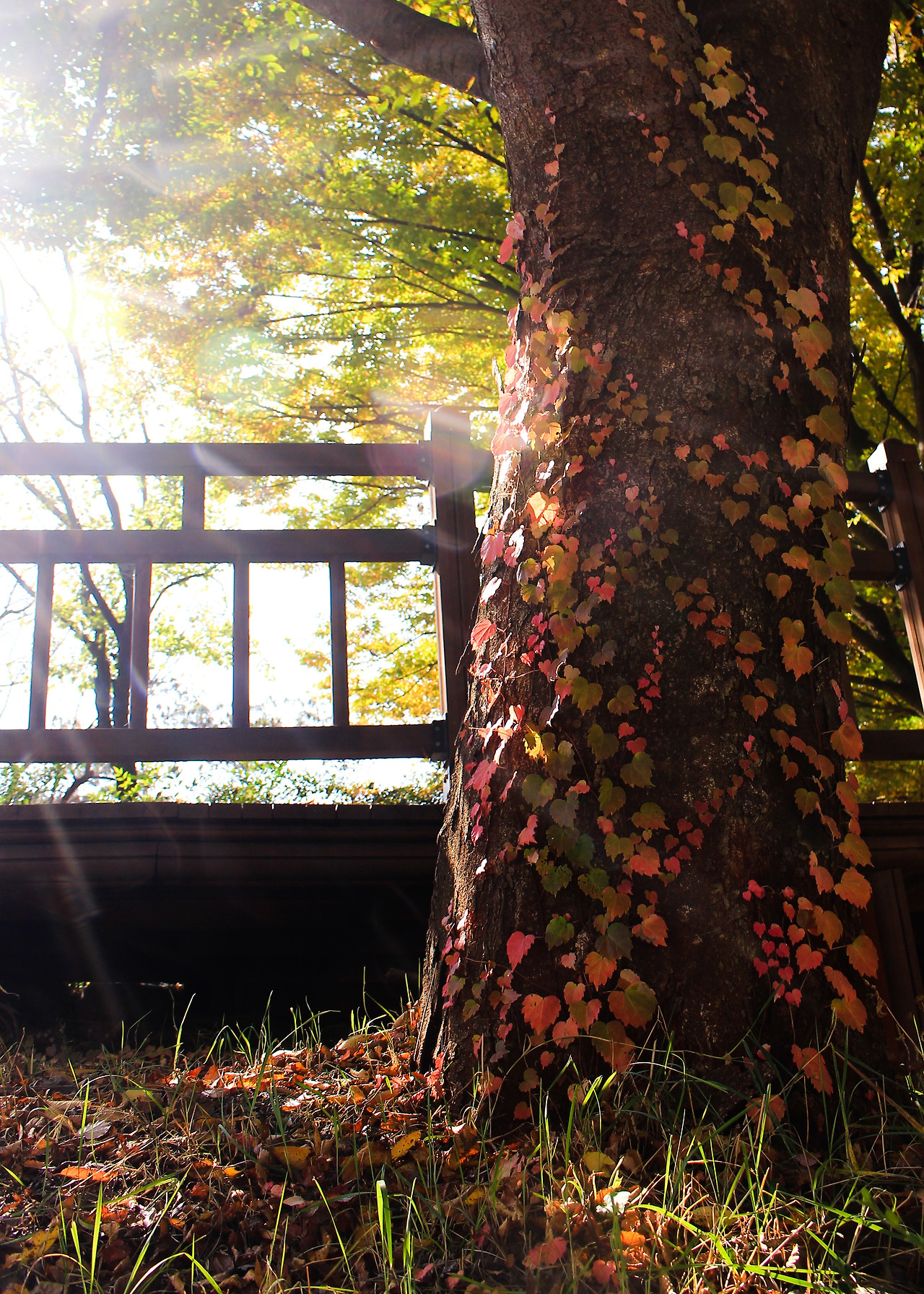 이지영-사랑의 나무.jpg