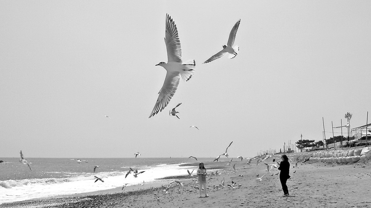 0.정재훈-갈매기의 꿈.jpg