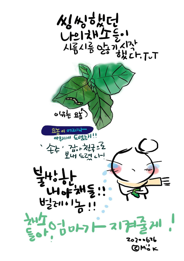 20200626_나의 채소들.jpg