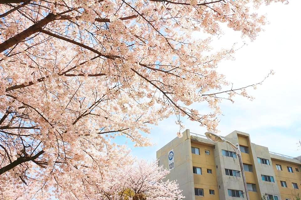아파트 벚꽃.jpg