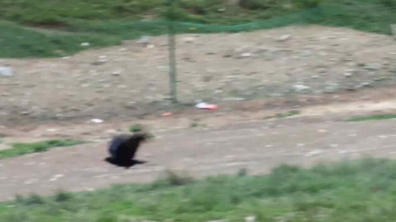 고양이는 자는 척을 할까 스틸컷.jpg