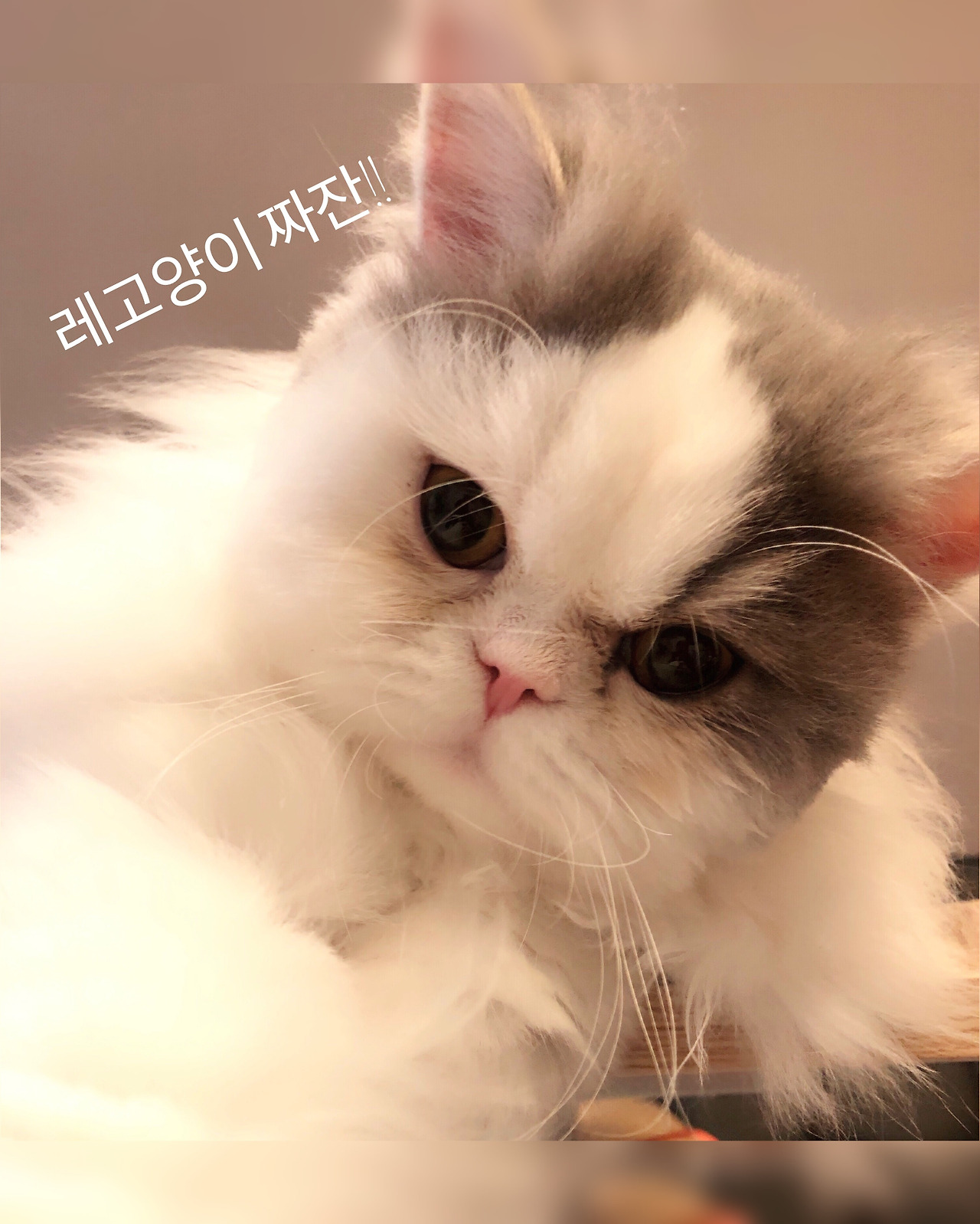 KakaoTalk_20181204_221708852.jpg