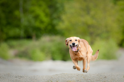 Dog Running Down Road.jpg