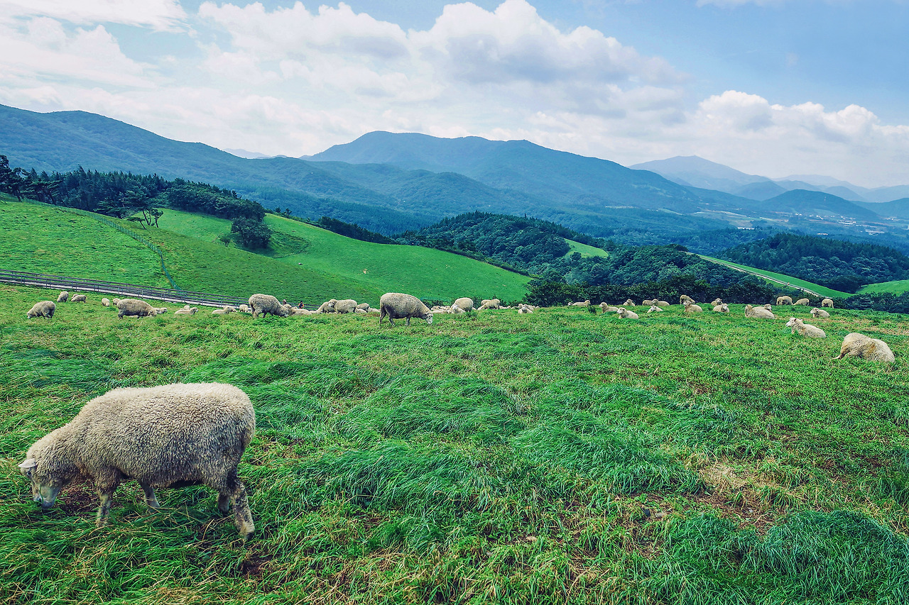 10_Summer Holiday in Korea_Daegwallyeong.jpg