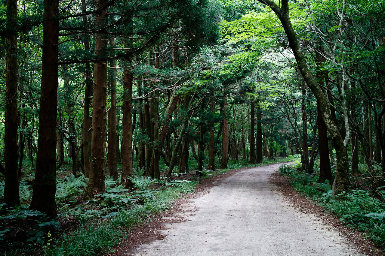 Jeju Family Travel_Saryeoni Forest.jpg
