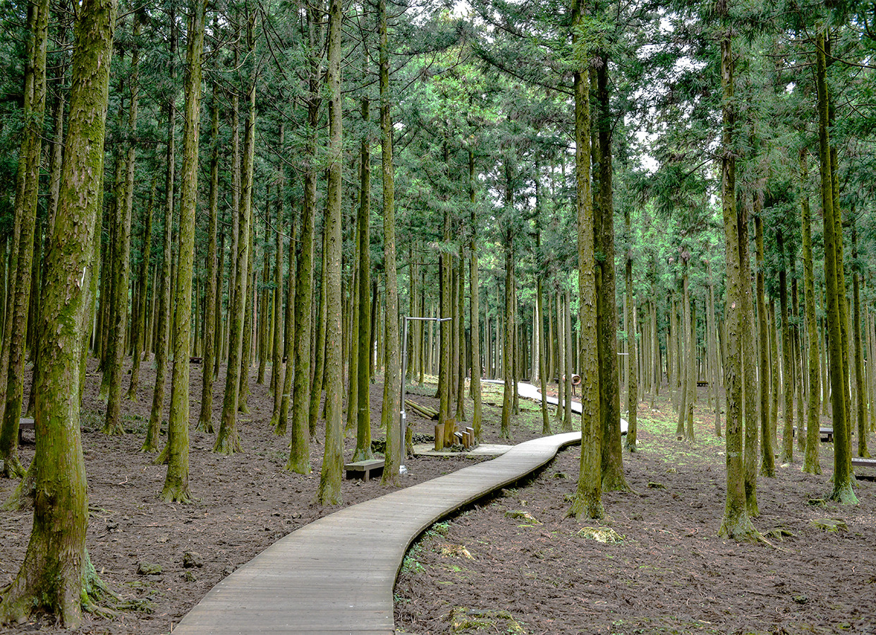 07_jeju_jeolmulnaturalrecreationforest.jpg
