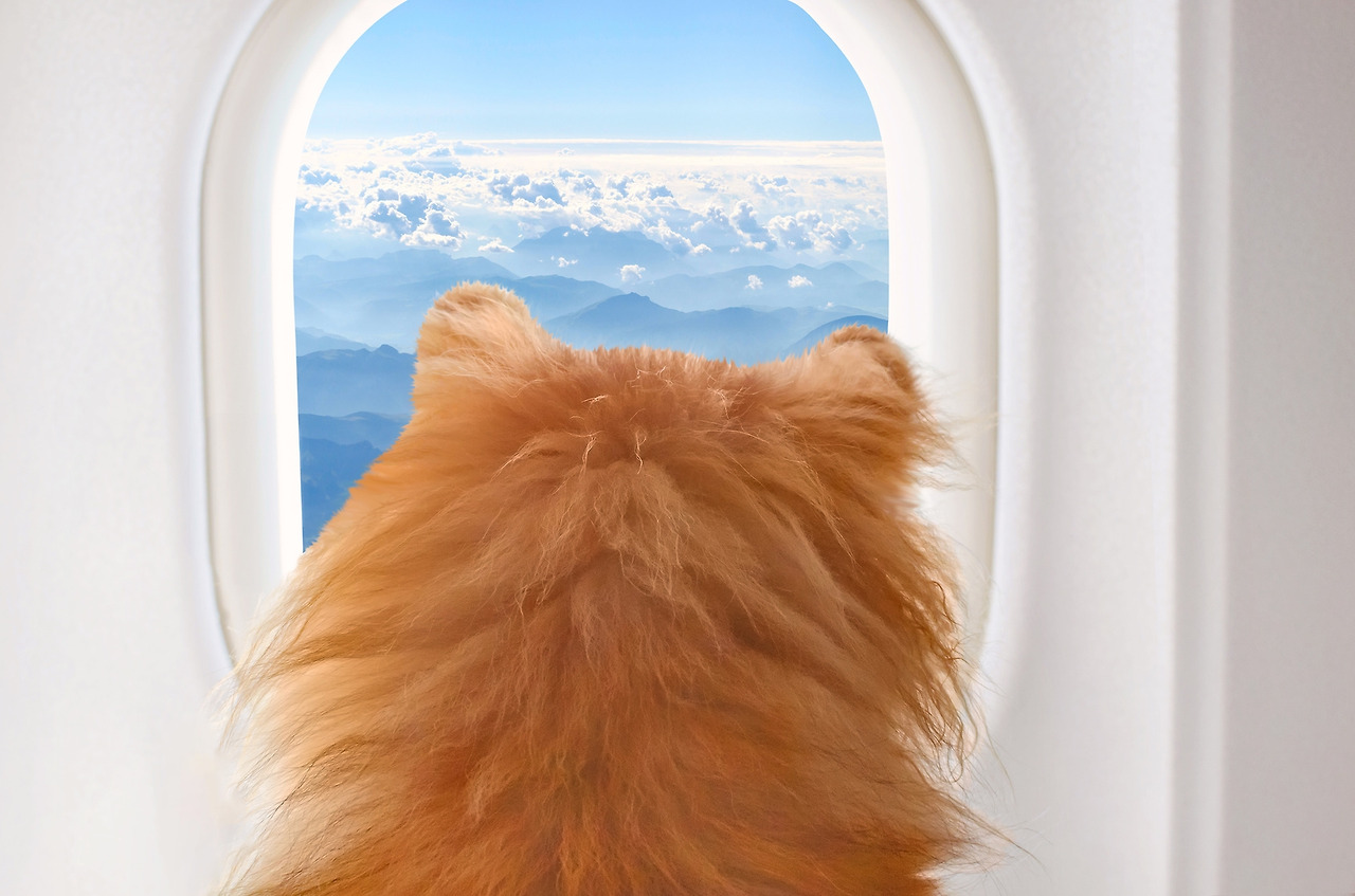 07_Airplane dog.jpg