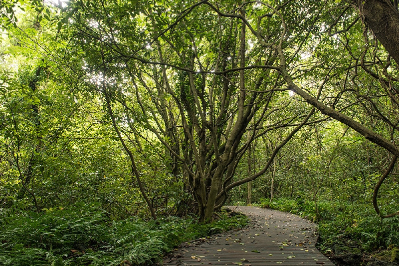 10_jeju_jeju got ja wal.jpg