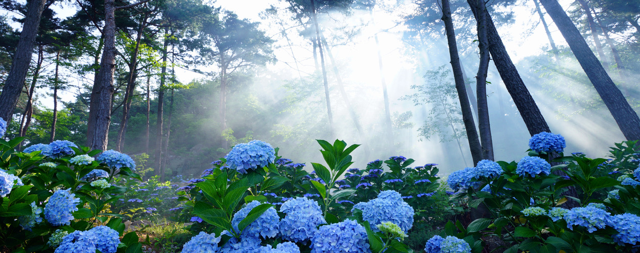 july festival_08_forest.jpg