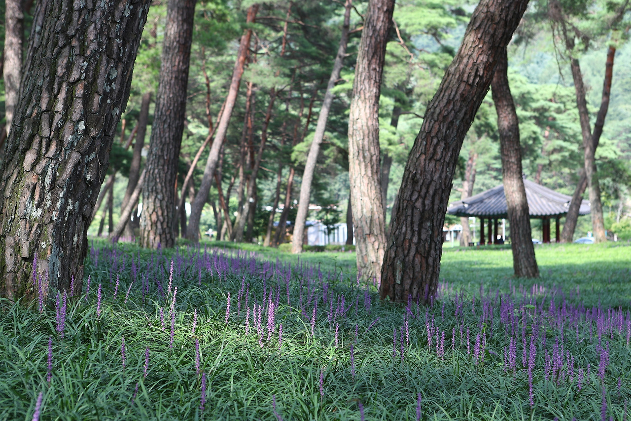 Korea_Sangju_Big Blue Lilyturf Pine Forest(3517013201608006k).jpg