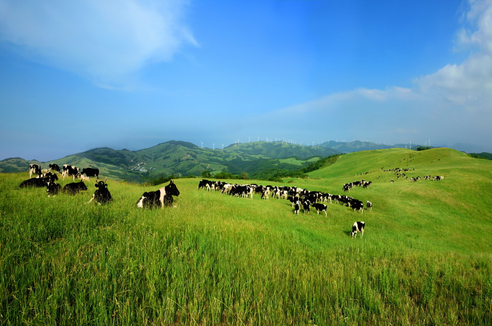 Pyeongchang _samyangfarm.jpg