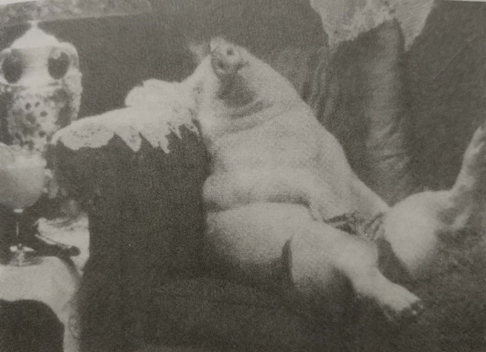 어슐러 햄드레스.jpg