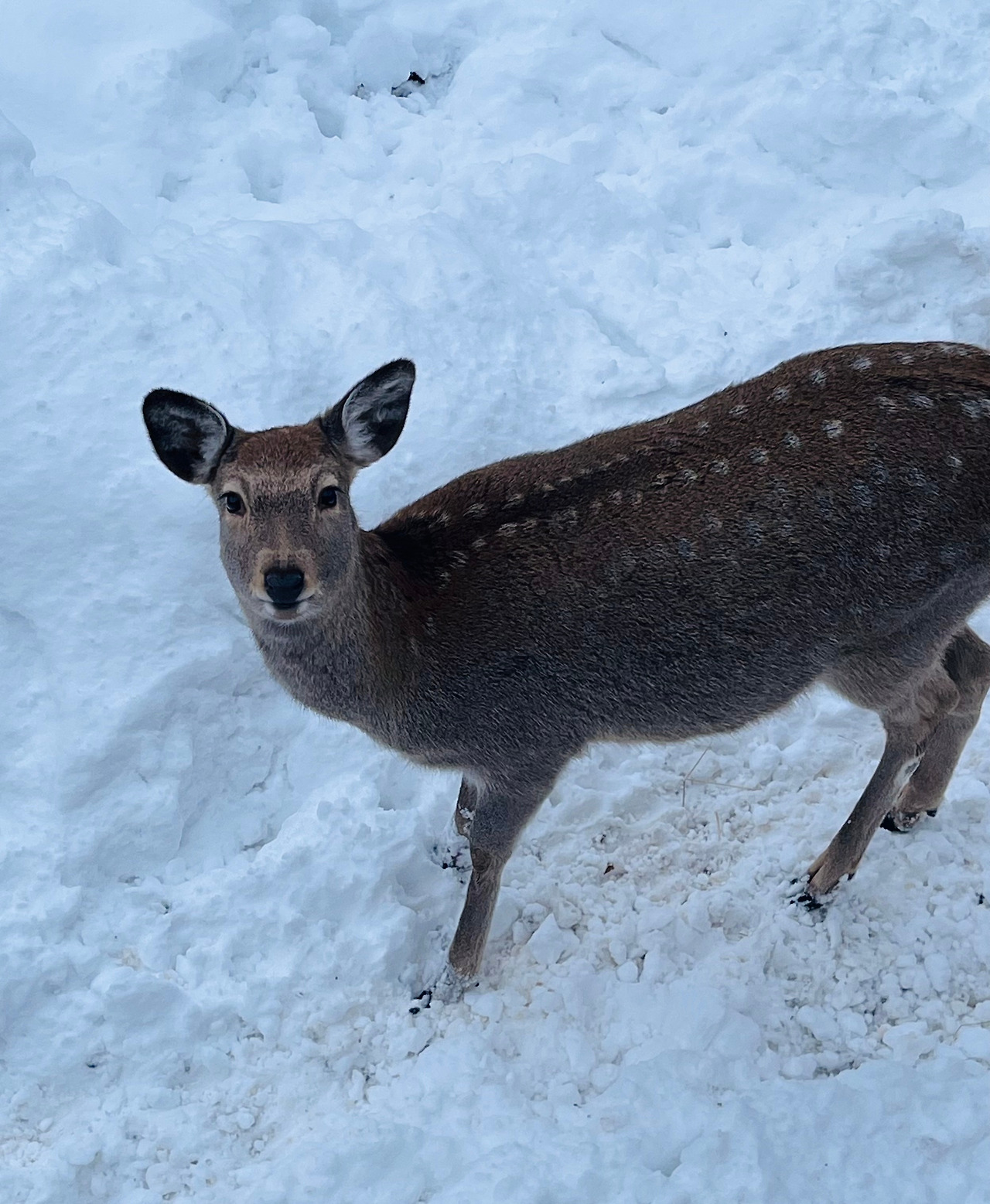 14 펭귄워크와 소유라멘의 도시 (14).jpg