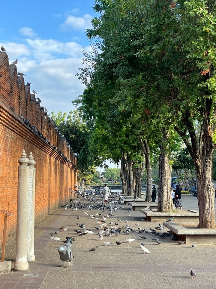 치앙마이 여행 (21).jpg