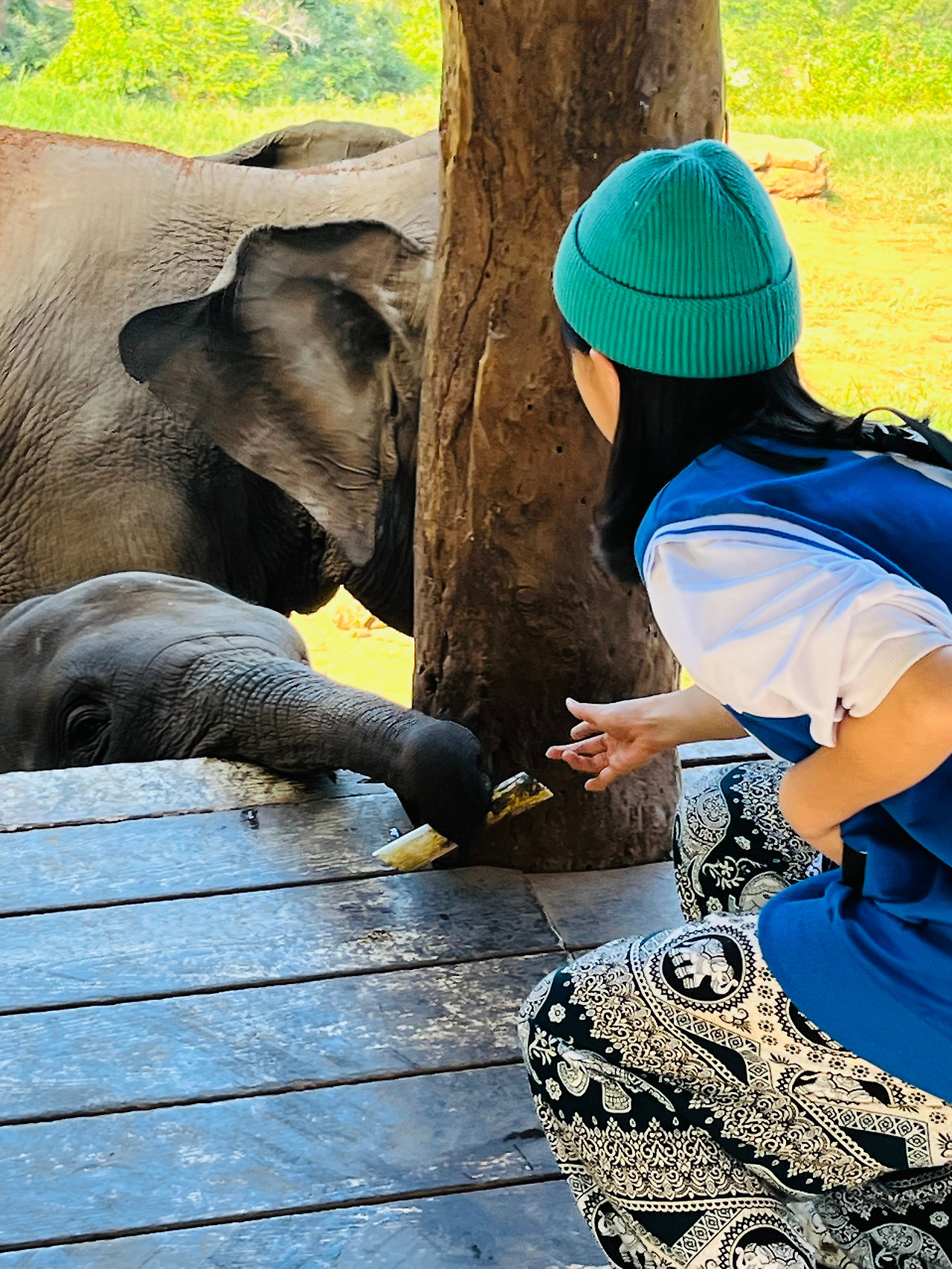 치앙마이코끼리 (32).jpg